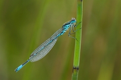 David Plant Photography - Wildlife Photography - Variable damselfly - E